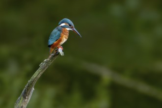 Common kingfisher (Alcedo atthis) female, perched on branch over water of pond in summer