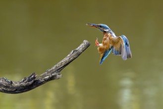 Common kingfisher (Alcedo atthis) female with caught fish in beak landing on branch over water of