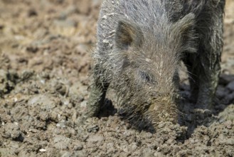 Wild boar (Sus scrofa) close-up of juvenile pig foraging with muddy snout digging in quagmire, mud