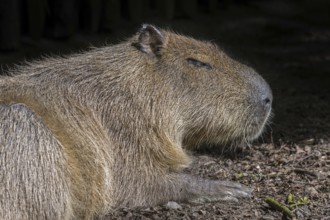 Capybara (Hydrochoerus hydrochaeris) largest living rodent in the world native to South America