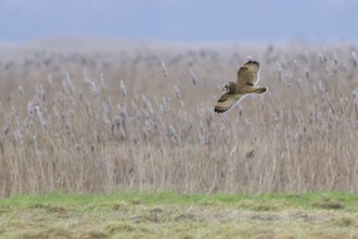 Short-eared owl (Asio flammeus) in flight, hunting for mice and voles in grassland along reed bed