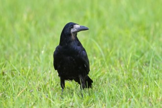 Rook (Corvus frugilegus) foraging on the ground in grassland, meadow in summer