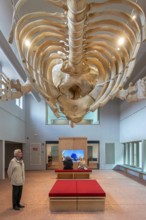 Skeleton of sperm whale Valentijn, Valentine in the NAVIGO Visserijmuseum, fishery museum at