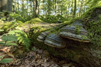 Dead common beeches (Fagus sylvatica), dead wood, moss, Tinder Fungus (Fomes fomentarius), beech