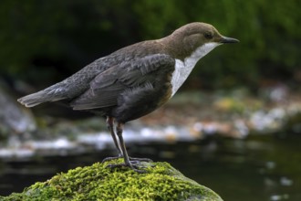 White-throated dipper, Central European dipper (Cinclus cinclus aquaticus) resting on rock covered