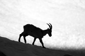 Alpine ibex (Capra ibex), silhouette in front of snowfield, black and white photograph, Mont Blanc