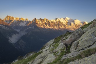 Alpine ibex (Capra ibex), adult male, in front of a mountain panorama at sunset, Grandes Jorasses