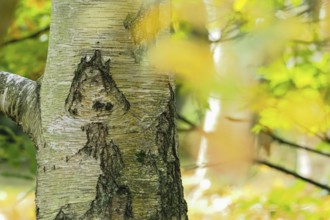 Close-up of a birch trunk, mushroom-like bark structure, with yellow-green blur in the background,