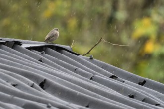 A redstart (Phoenicurus ochruros), female, sitting in the rain on a wavy metal roof in an autumnal