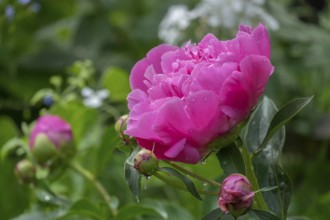 Peonies (Paeonia) with raindrops, Alsace, France, Europe