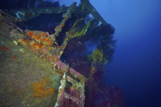 A shipwreck covered with colourful corals, Violescent sea-whip (Paramuricea clavata), in a deep