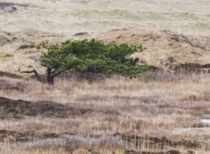 Black Pine (Pinus nigra), tree growing on heath and marshy ground between sand dunes in the nature