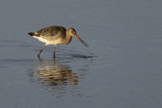 Black tailed godwit (Limosa limosa) adult bird feeding in a shallow lagoon, Norfolk, England,