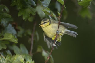 Blue tit (Cyanistes Caeruleus) juvenile bird calling in a hedgerow, England, United Kingdom, Europe