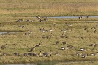 Pink-footed goose (Anser brachyrhynchus) adult geese birds on grassland in winter, Norfolk England,