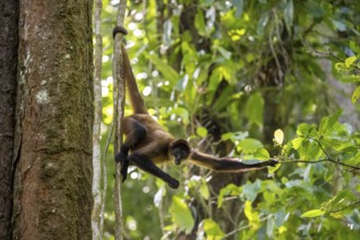 Geoffroy's spider monkey (Ateles geoffroyi) climbing a tree in the jungle, searching for food,