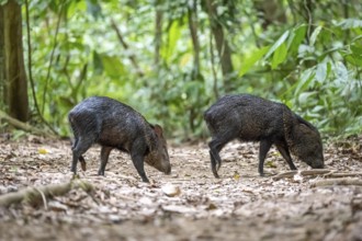 Collared peccary (Pecari tajacu) two animals foraging in the rainforest, Corcovado National Park,