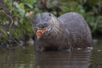 Eurasian otter (Lutra lutra) adult animal eating a fish in a river, England, United Kingdom, Europe