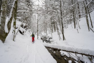 Ski tourer in snowy winter forest with mountain stream, Hachelbach in Josefstal, Mangfallgebrige,