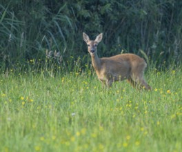 Roe deer (Capreolus capreolus), doe standing in a meadow and looking attentively, wildlife, Lower