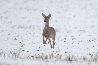 Roe deer (Capreolus capreolus) adult female doe running on a snow covered farmland field in the