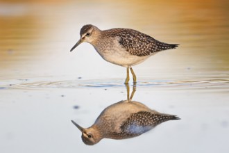 Spotted sandpiper (Tringa glareola) Reflection, shallow water zone, shore area, shoal plumage,