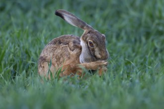 European brown hare (Lepus europaeus) adult animal washing its ear in a farmland cereal crop in