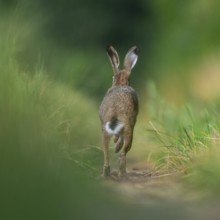 European hare (Lepus europaeus) running along a country lane, wildlife, Lower Saxony, Germany,