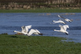 Whooper swans (Cygnus cygnus) and Bewick's swans (Cygnus bewickii), Emsland, Lower Saxony, Germany,