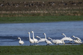 Whooper swans (Cygnus cygnus) and Bewick's swans (Cygnus bewickii), Emsland, Lower Saxony, Germany,