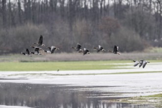 White-fronted Geese (Anser albifrons) and White-fronted Geese (Branta leucopsis), Emsland, Lower