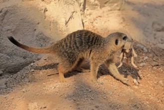 Tiger nut (Suricata suricatta), adult, juvenile, carry, carrying, newborn, baby, female, mother