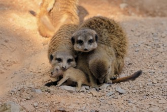 Tiger nut (Suricata suricatta), adult, group, three adults, juvenile, newborn, baby, social