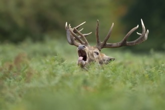 Red deer (Cervus elaphus) adult male stag roaring during the rutting season in autumn, England,