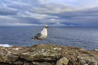 Seagull on a rock, Slea Head Drive, Dingle Peninsula, Kerry, Wild Atlantic Way, Atlantic Ocean,