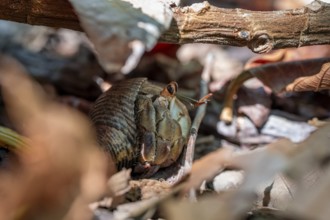 Pacific hermit crab (Coenobita compressus) on the forest floor, Manuel Antonio National Park,