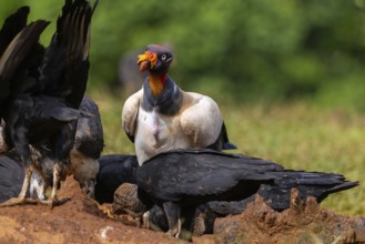 King vulture (Sarcoramphus papa), cock, vulture birds (Aegypiinae), Laguna del Lagarto Lodge,