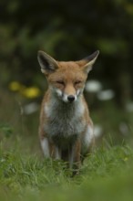 Red fox (Vulpes vulpes) adult animal sitting in grassland with summer flowers, England, United