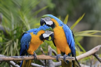 Yellow-breasted Macaw (Ara ararauna), adult, perch, pair, social behaviour, plumage care, South