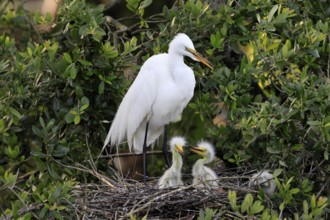 Great Egret (Ardea alba), adult, with young, nest, breeding site, St. Augustine, Florida, USA,