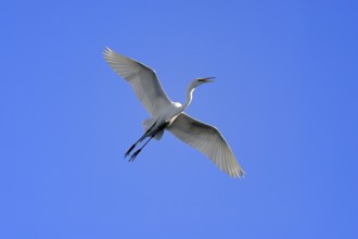 Great Egret (Ardea alba), adult, flying, calling, St. Augustine, Florida, USA, North America