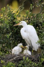 Great Egret (Ardea alba), adult, with young, nest, breeding site, St. Augustine, Florida, USA,