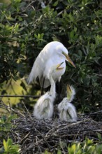 Great Egret (Ardea alba), adult, with young, nest, breeding site, St. Augustine, Florida, USA,