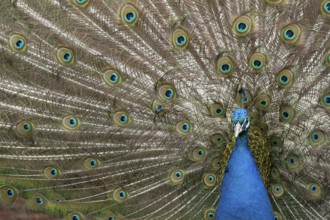 Indian peafowl or Peacock (Pavo cristatus) adult male bird displaying showing its tail feathers,