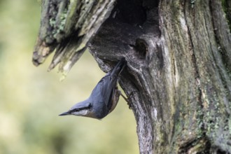 Nuthatch (Sitta europaea), Emsland, Lower Saxony, Germany, Europe