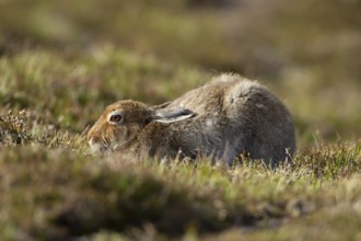 Mountain hare (Lepus timidus) adult animal in its summer coat resting on a hillside, Cairngorm