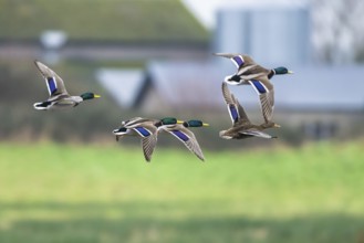 Mallard, Anas platyrhynchos, birds in flight over winter marshes