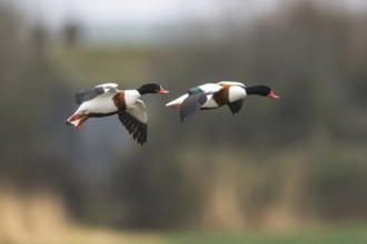 Common Shelduck, Tadorna tadorna, bird in flight over winter marshes