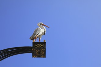 Advertising boom with a stork, Fürstenfeldbruck, Upper Bavaria, Bavaria, Germany, A stork on a