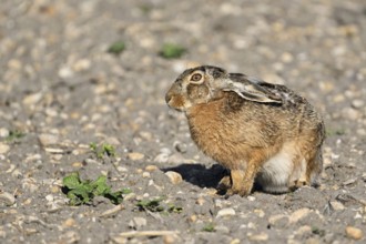 European hare (Lepus europaeus), in the Sasse, Lake Neusiedl National Park, Seewinkel, Burgenland,